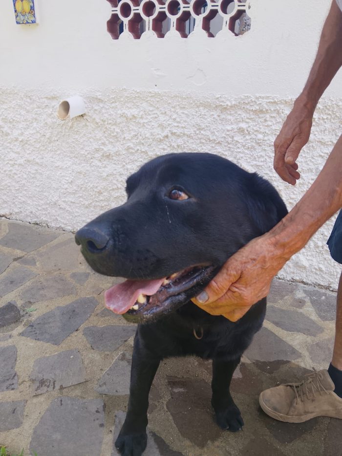 Erik splendido Labrador nero cerca casa - media 6