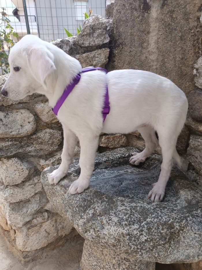 Lilly splendida cucciola simil Labrador cerca casa