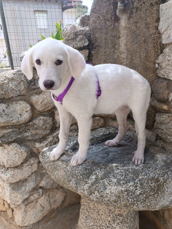 Lilly splendida cucciola simil Labrador cerca casa - media 5