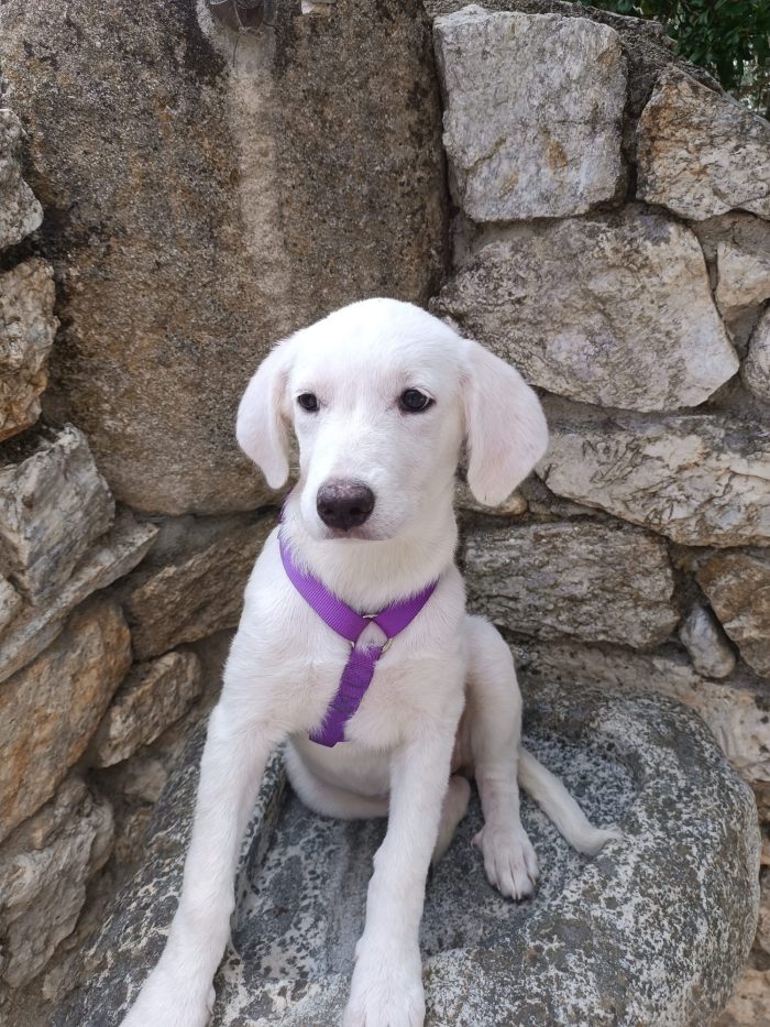 Lilly splendida cucciola simil Labrador cerca casa - media 4