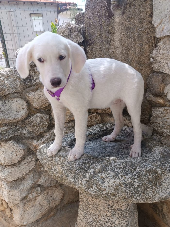 Lilly splendida cucciola simil Labrador cerca casa