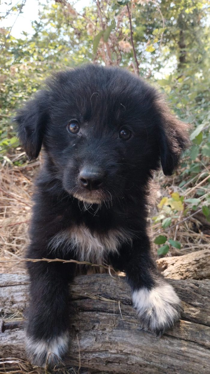Ulisse splendido dolce cucciolo cerca casa