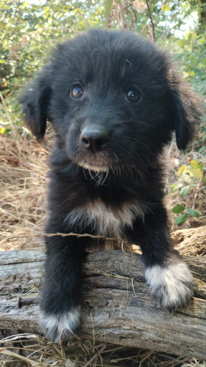 Ulisse splendido dolce cucciolo cerca casa
