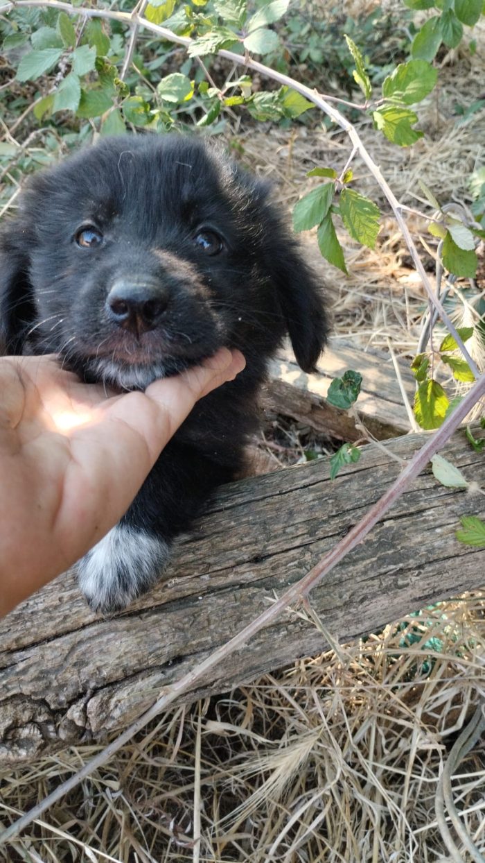Ulisse splendido dolce cucciolo cerca casa