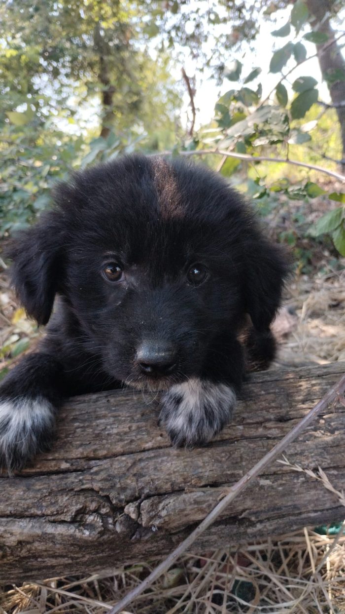 Ulisse splendido dolce cucciolo cerca casa - media 4