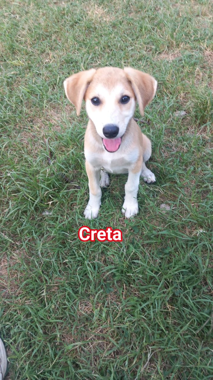 CUCCIOLETTI DI 3 MESI CERCANO CASA