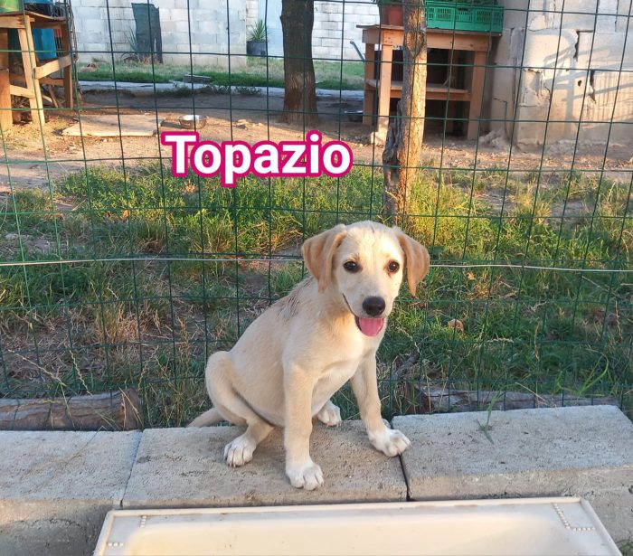 CUCCIOLETTI DI 3 MESI CERCANO CASA - media 4