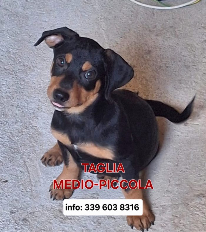 Piccolo, coccolone Miky