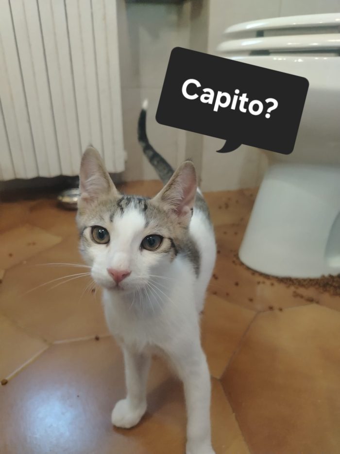 meraviglioso e dolcissimo fusone e buono
