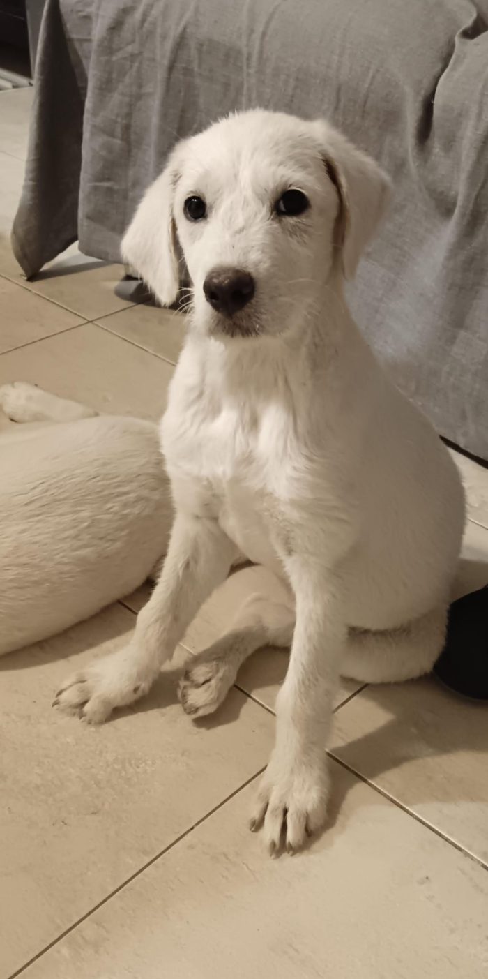 Cucciola 3mesi tg mesi CAGLIARI SOS CASA - media 4