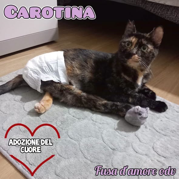 CAROTINA, micia per adozione del cuore!