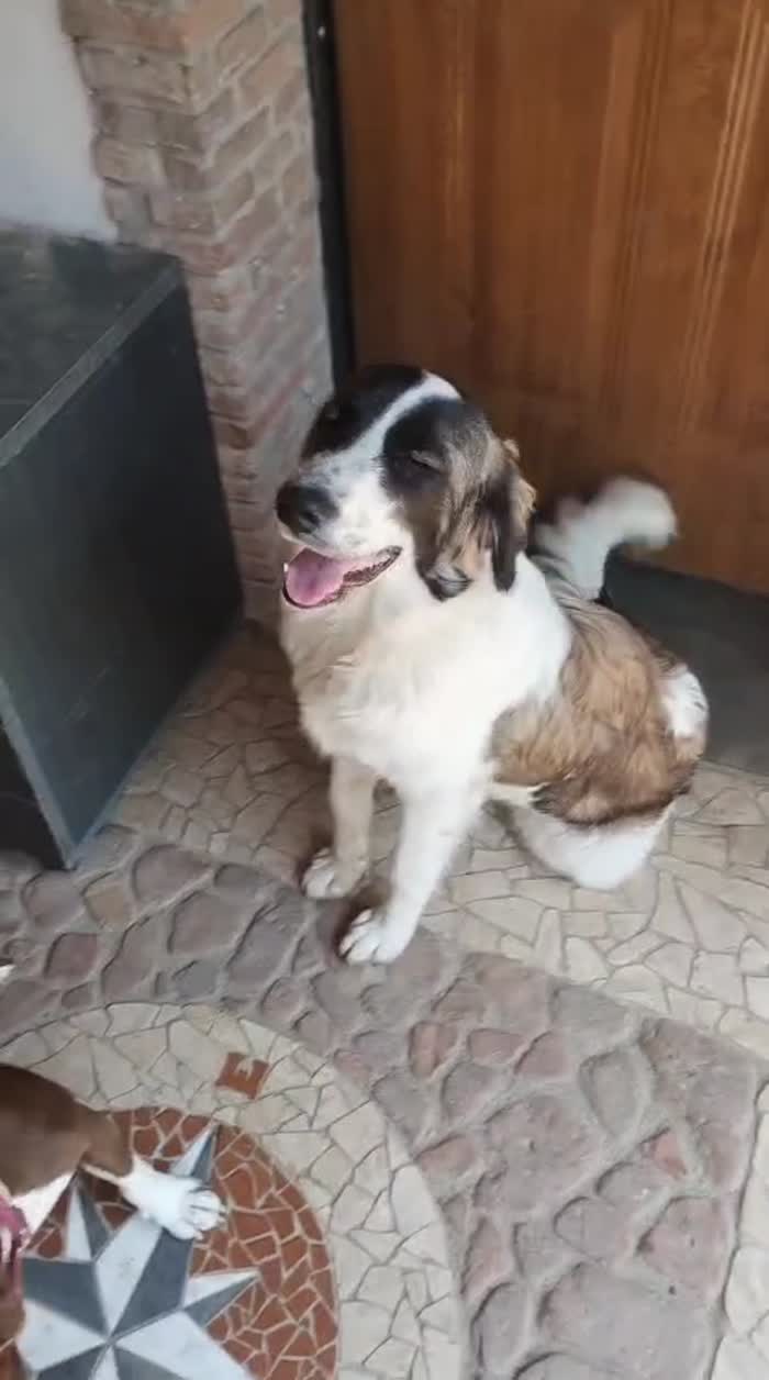 Il gigante buono