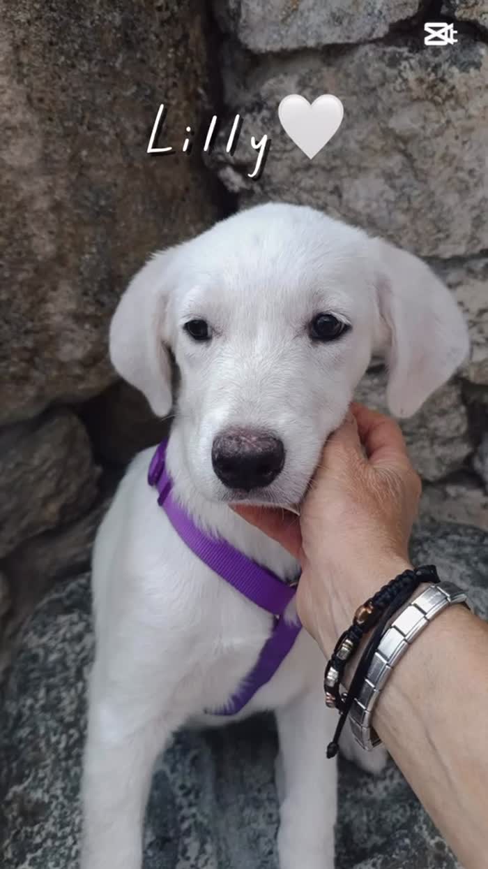 LILLY, MERAVIGLIOSA DOLCE CUCCIOLA SIMIL LABRADOR,