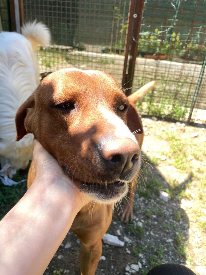 MI ADOTTI? SONO IL DOLCE CORFU' - media 9