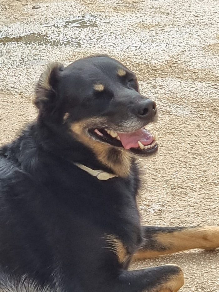 Giordie, 17 chili, cerca cuore da amare