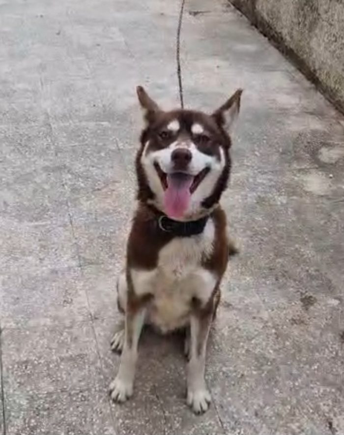 Milo Siberian Husky 15mesi marrone era a catena COSENZA