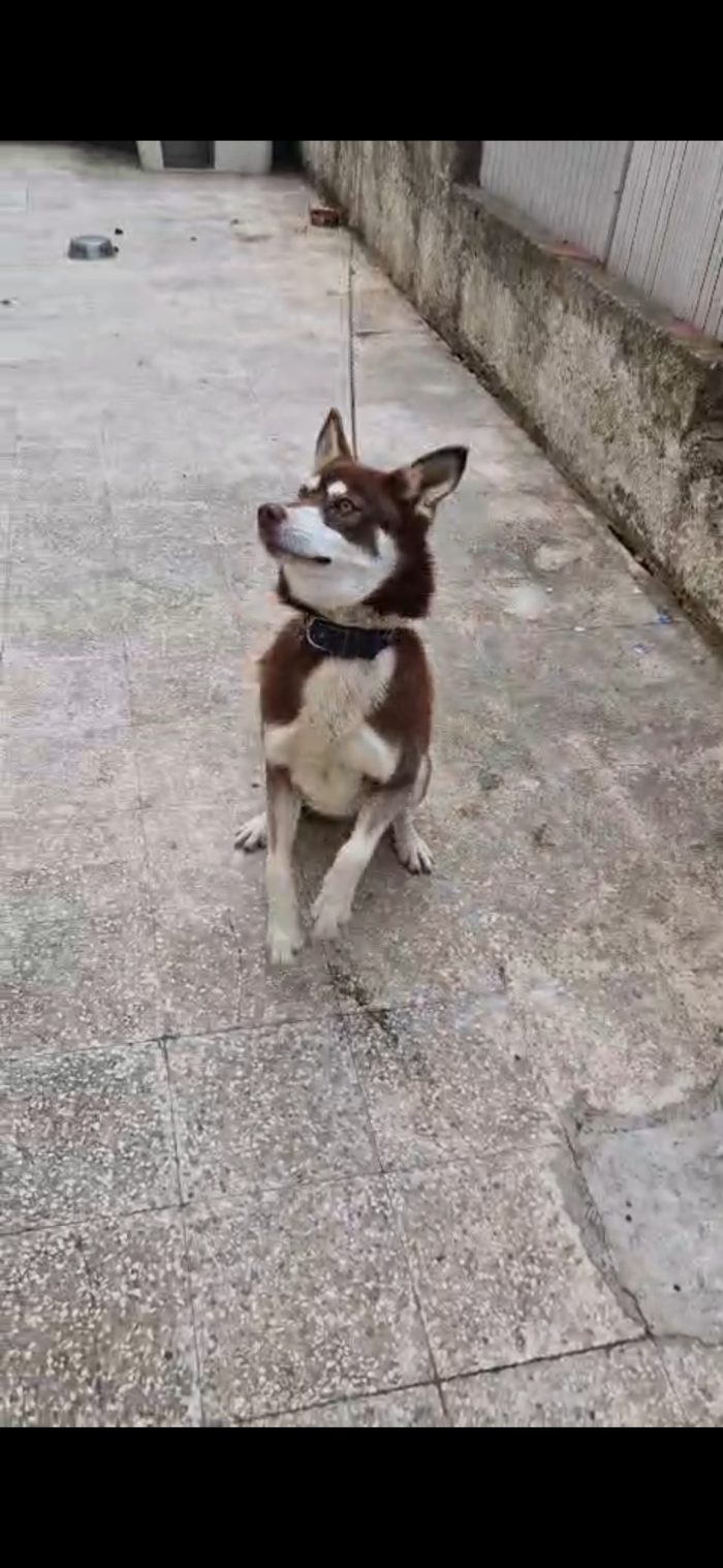 Milo Siberian Husky 15mesi marrone era a catena COSENZA - media 5