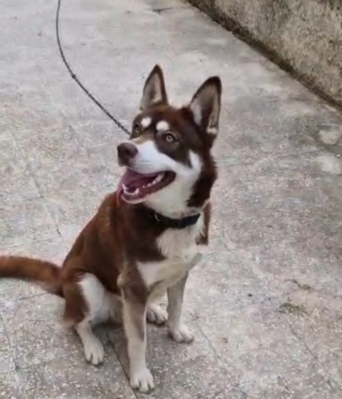 Milo Siberian Husky 15mesi marrone era a catena COSENZA