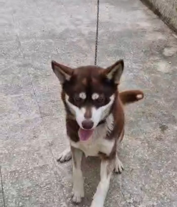 Milo Siberian Husky 15mesi marrone era a catena COSENZA