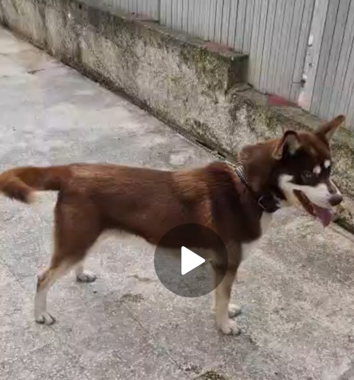 Milo Siberian Husky 15mesi marrone era a catena COSENZA - media 6