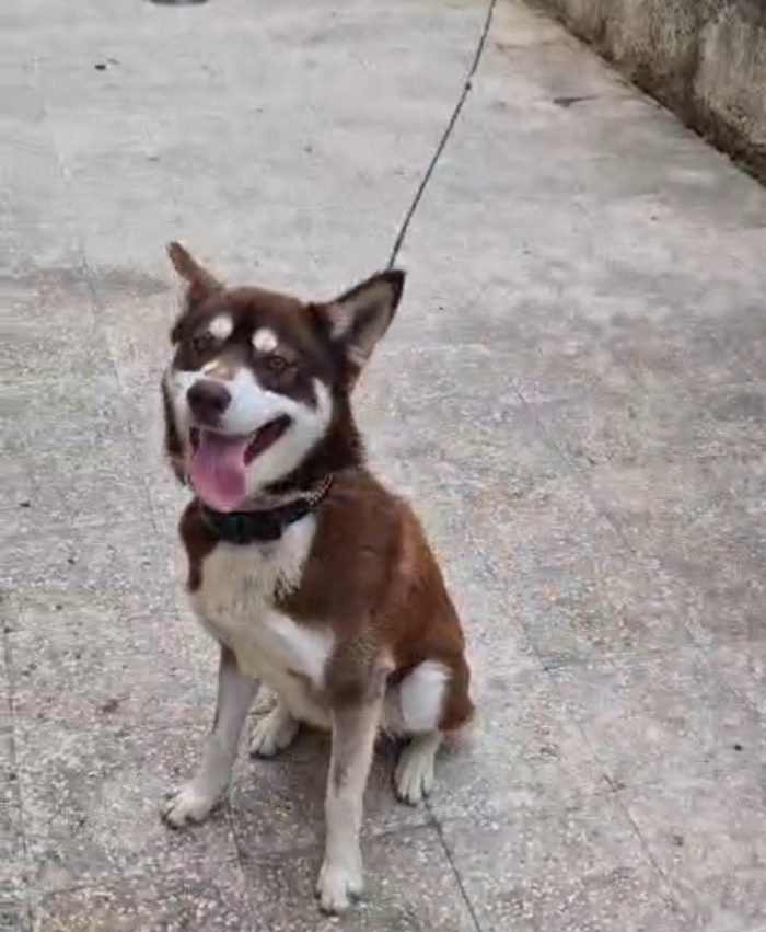 Milo Siberian Husky 15mesi marrone era a catena COSENZA - media 4