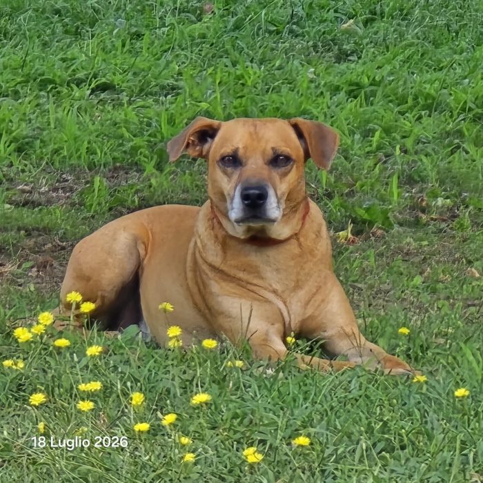 Sirius ha bisogno di una famiglia