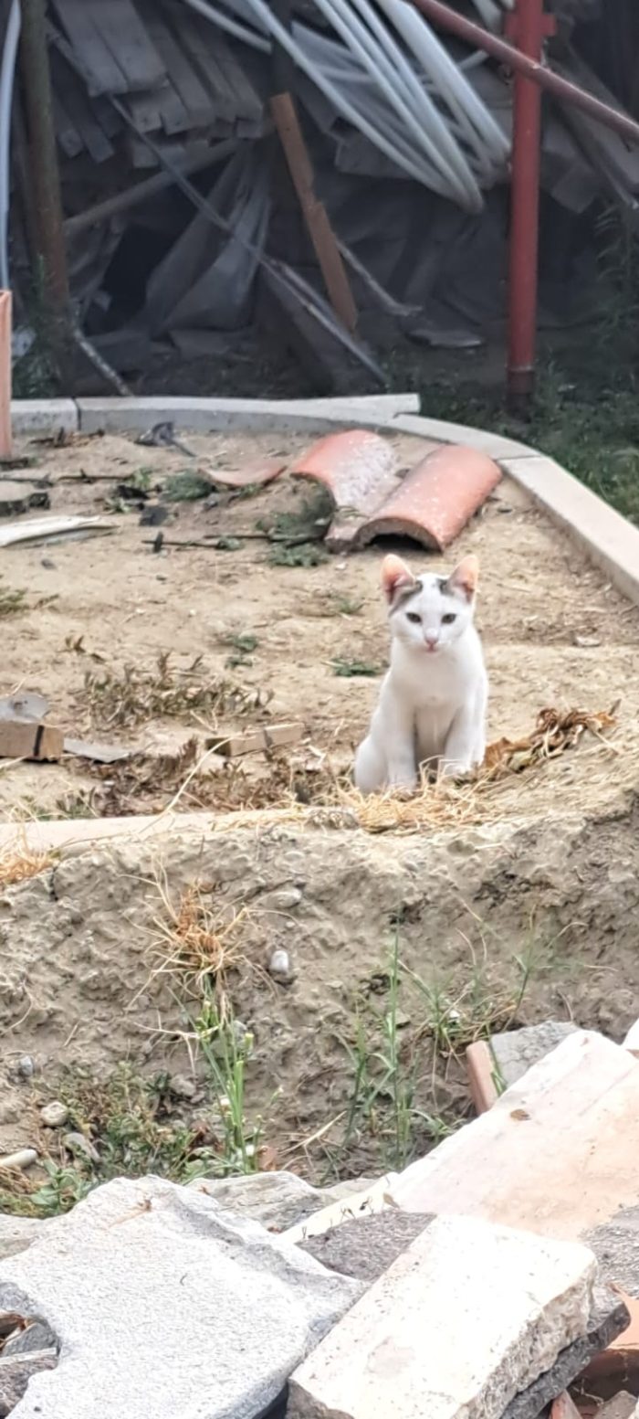 3micini 3mesi e giovane mamma SOS AIUTO VOGHERA( PV)