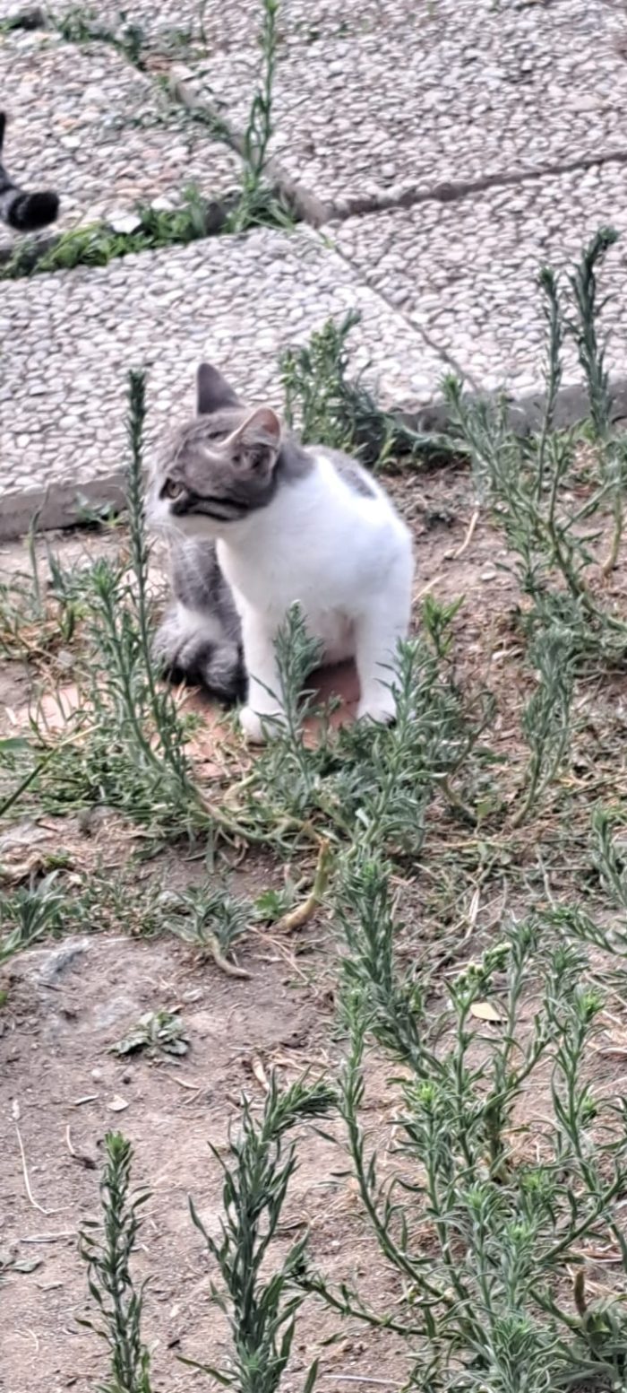 3micini 3mesi e giovane mamma SOS AIUTO VOGHERA( PV) - media 4