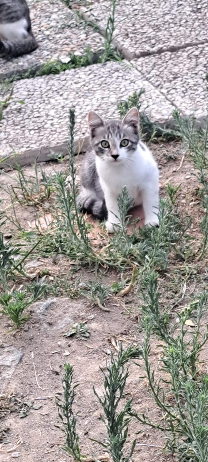 3micini 3mesi e giovane mamma SOS AIUTO VOGHERA( PV)