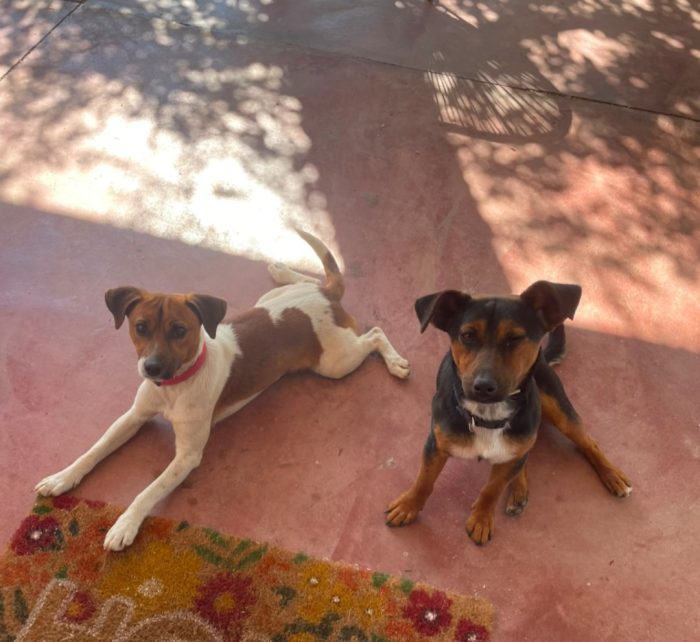 2maschietti 1anno,5kg,legatissimi. SOS ADOZIONE IN COPPIA.SARDEGNA