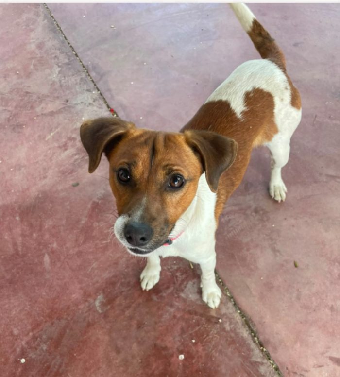 2maschietti 1anno,5kg,legatissimi. SOS ADOZIONE IN COPPIA.SARDEGNA - media 5
