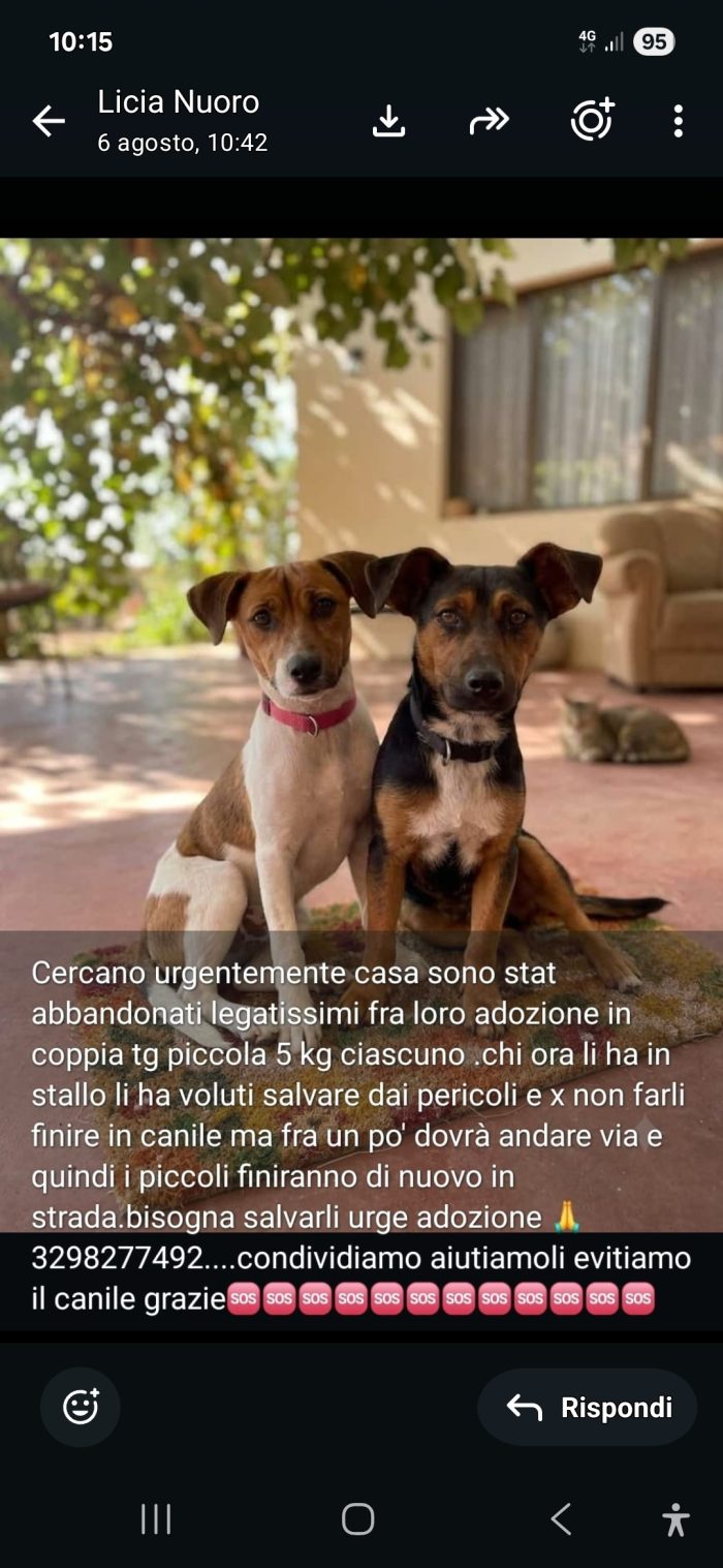 2maschietti 1anno,5kg,legatissimi. SOS ADOZIONE IN COPPIA.SARDEGNA