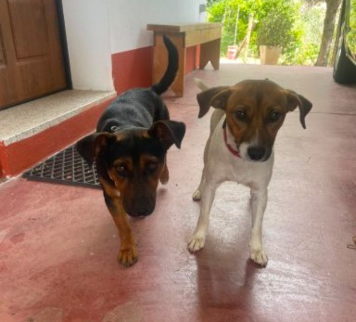 2maschietti 1anno,5kg,legatissimi. SOS ADOZIONE IN COPPIA.SARDEGNA - media 4