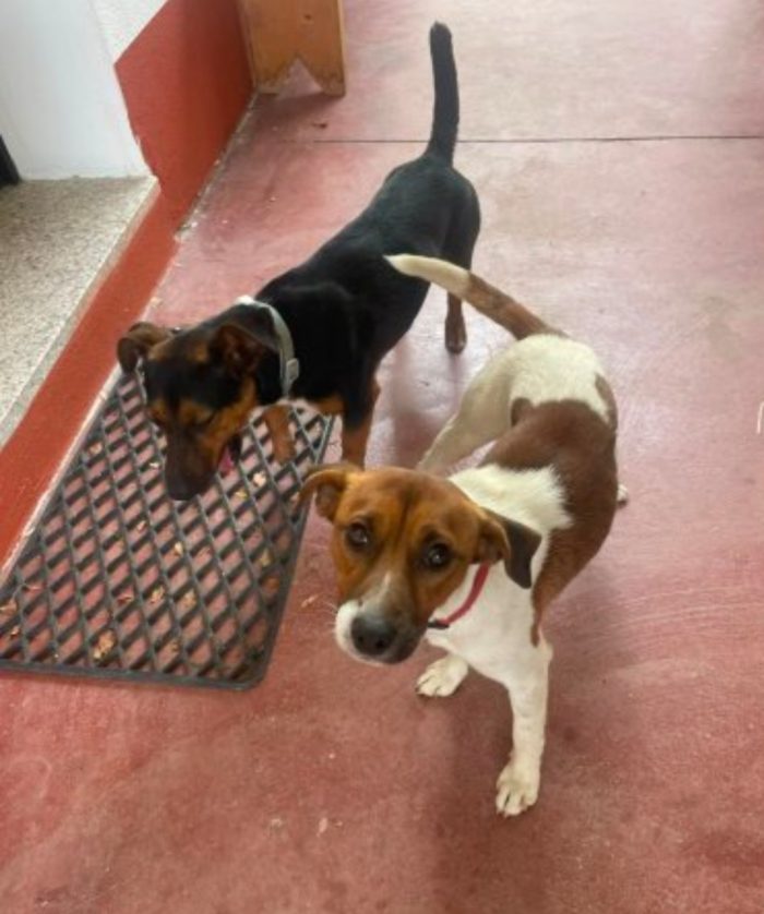 2maschietti 1anno,5kg,legatissimi. SOS ADOZIONE IN COPPIA.SARDEGNA