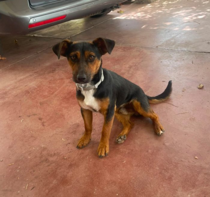 2maschietti 1anno,5kg,legatissimi. SOS ADOZIONE IN COPPIA.SARDEGNA - media 6