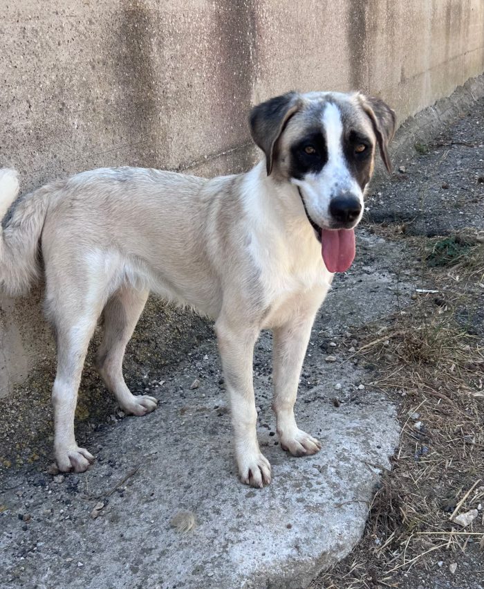 Cucciolona cerca casa