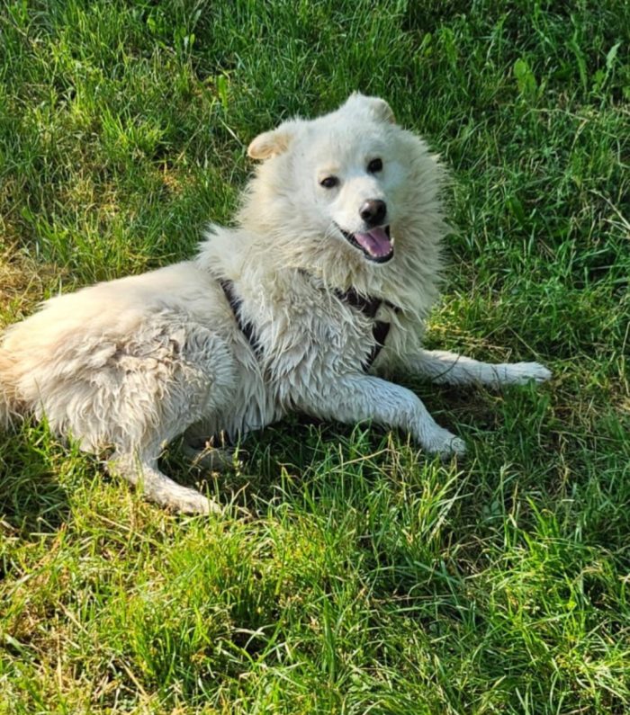 Fiore 5anni,2 a catena,da 3 in box.SOS CASA CON GIARDINO. NOVARA