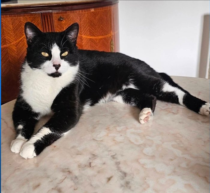 Tommy cerca casa con giardino