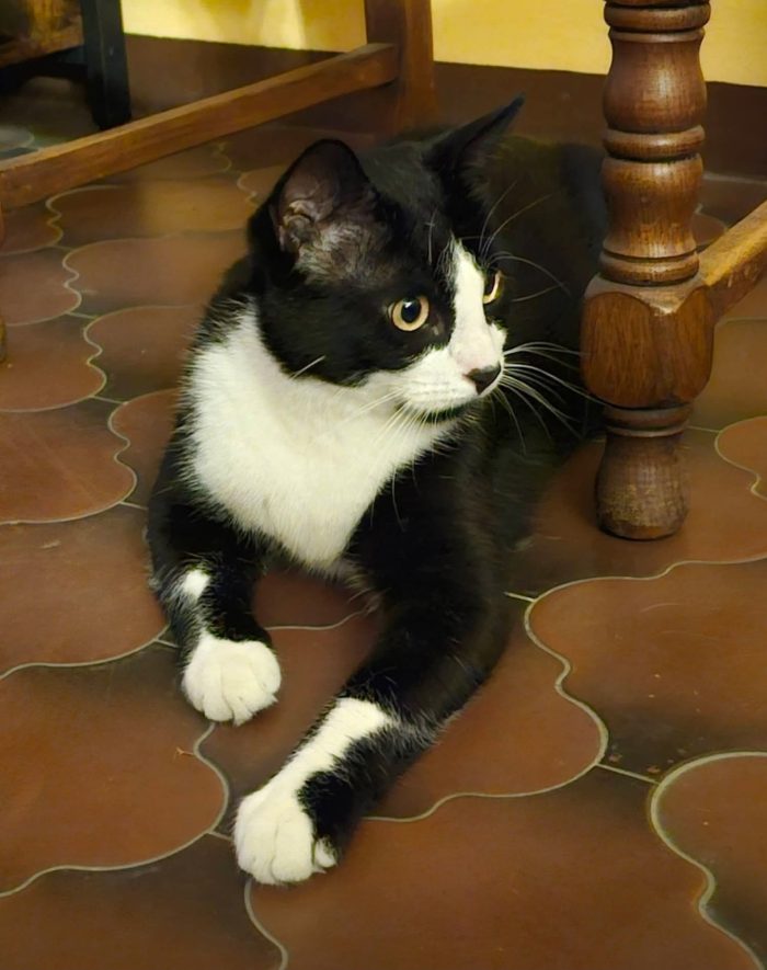 Tommy cerca casa con giardino