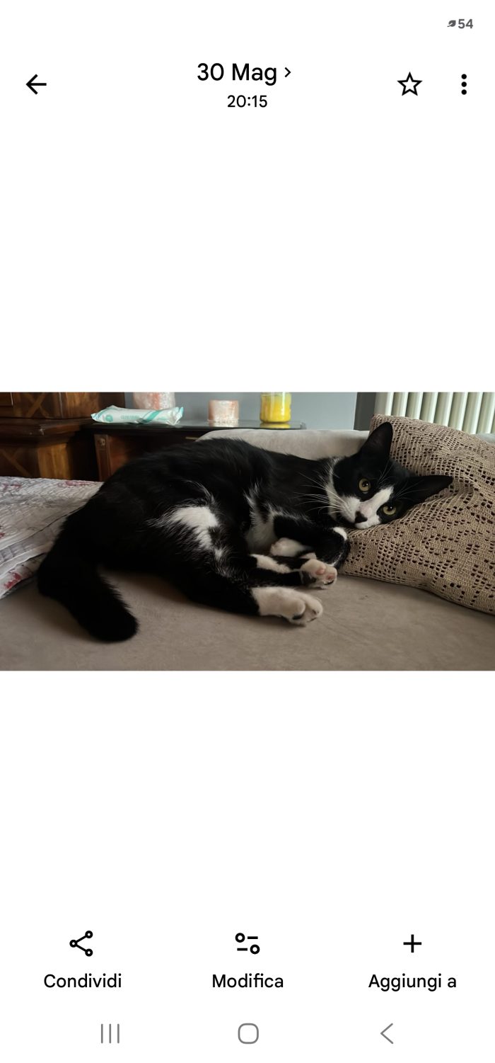 Tommy cerca casa con giardino