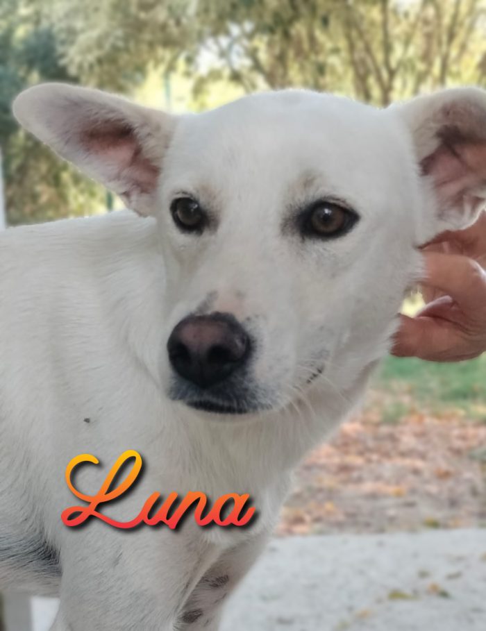 Luna 1 anno e mezzo tg medio contenuta vieni. Conoscerla a Fidenza Parma