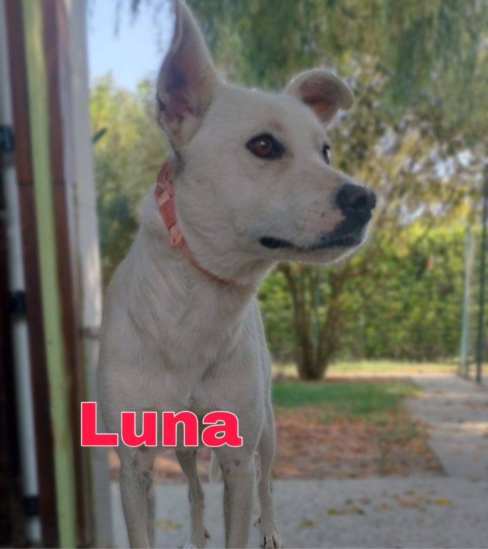 Luna 1 anno e mezzo tg medio contenuta vieni. Conoscerla a Fidenza Parma - media 4