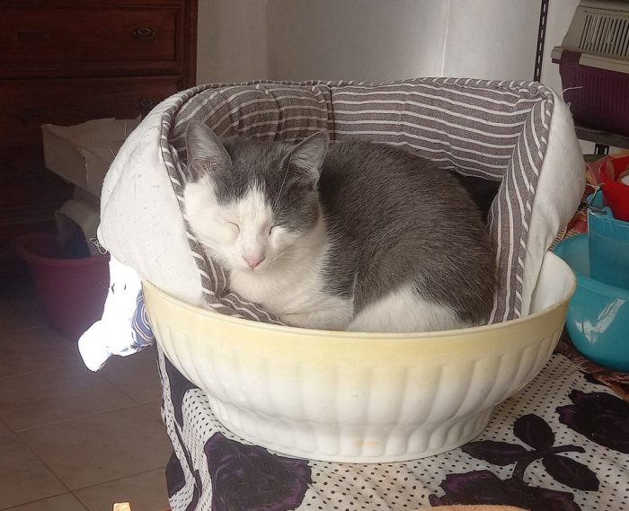 Piuma, micia molto dolce e sofficissima
