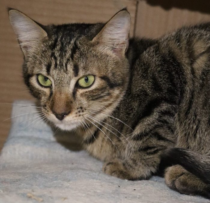 Mimì cucciolina trovata in un'auto abbandonata