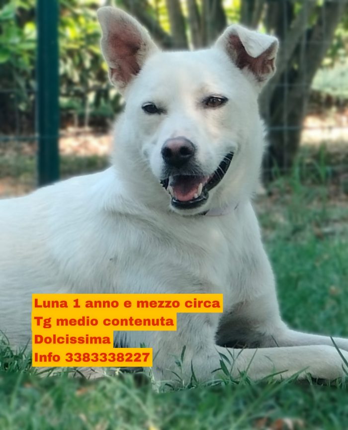 Cucciolona di un anno e mezzo cerca casa si trova a Fidenza in prov di Parma