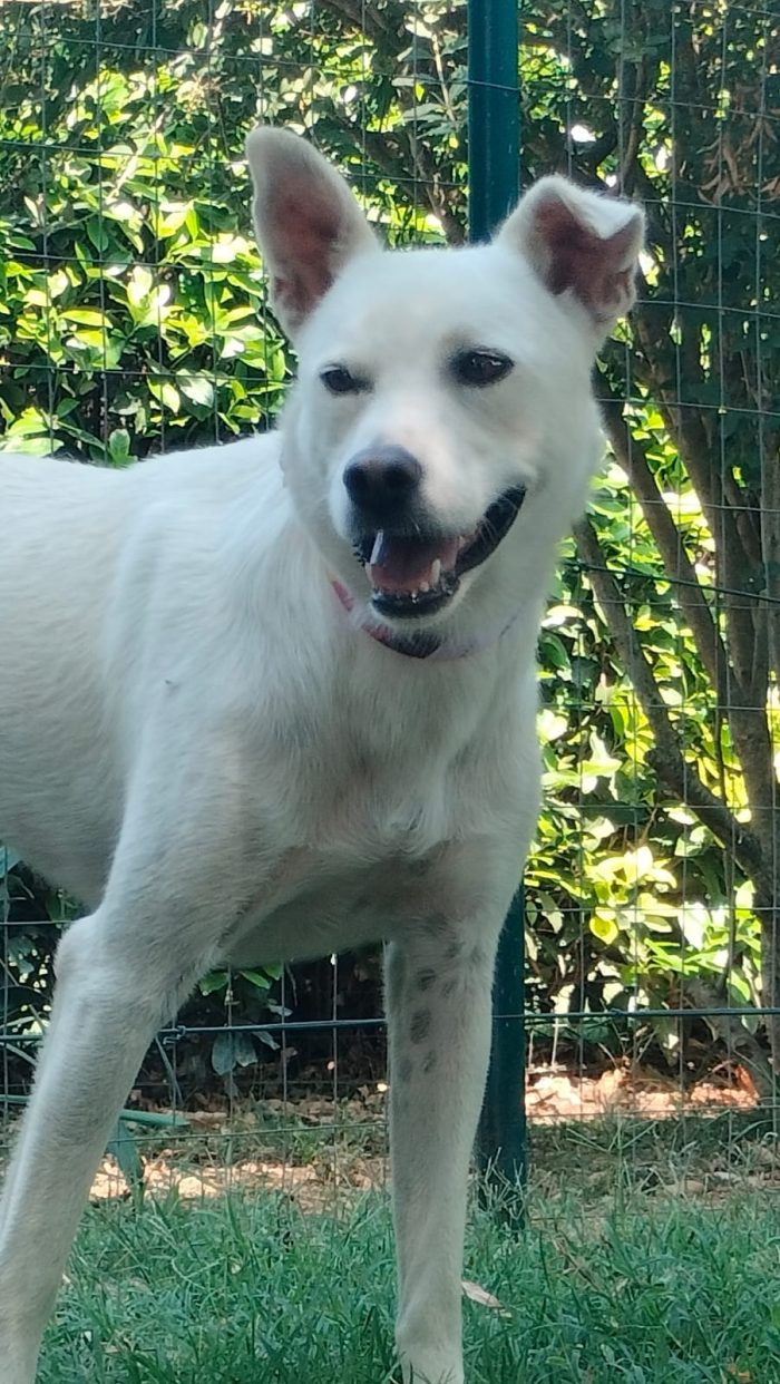 Cucciolona di un anno e mezzo cerca casa si trova a Fidenza in prov di Parma - media 6