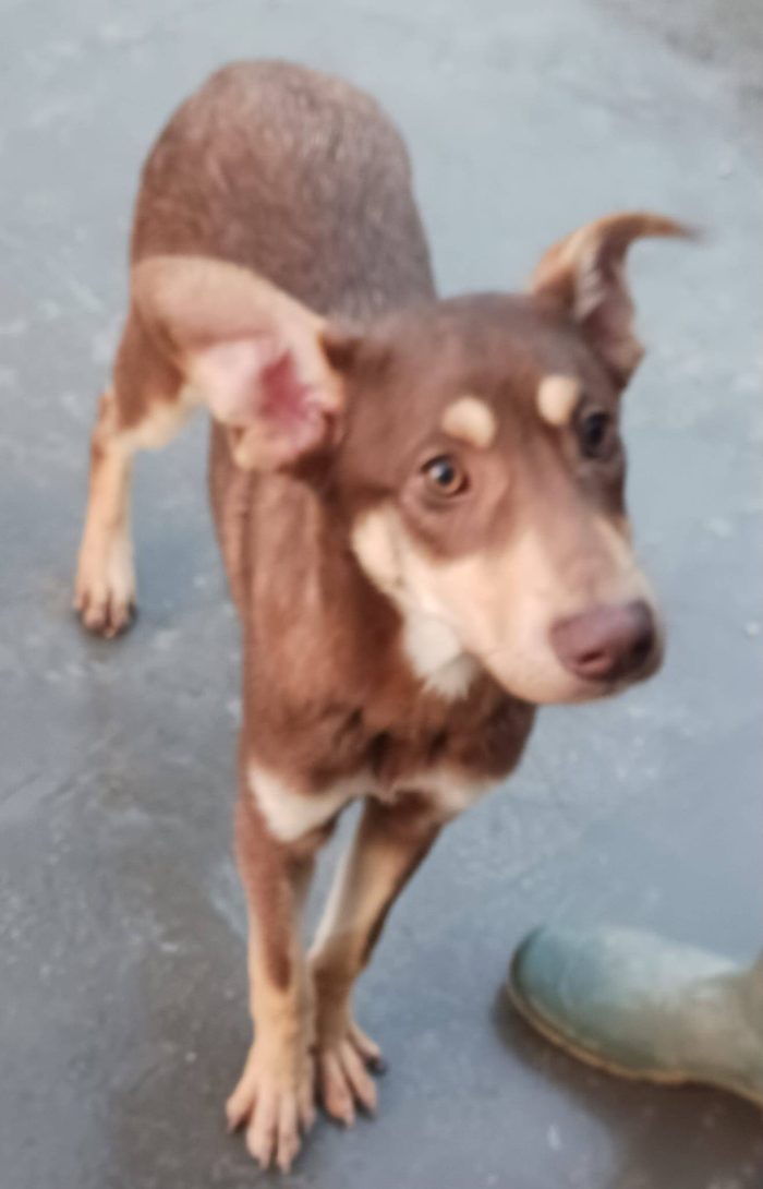 Nutella, cucciolo buonissimo