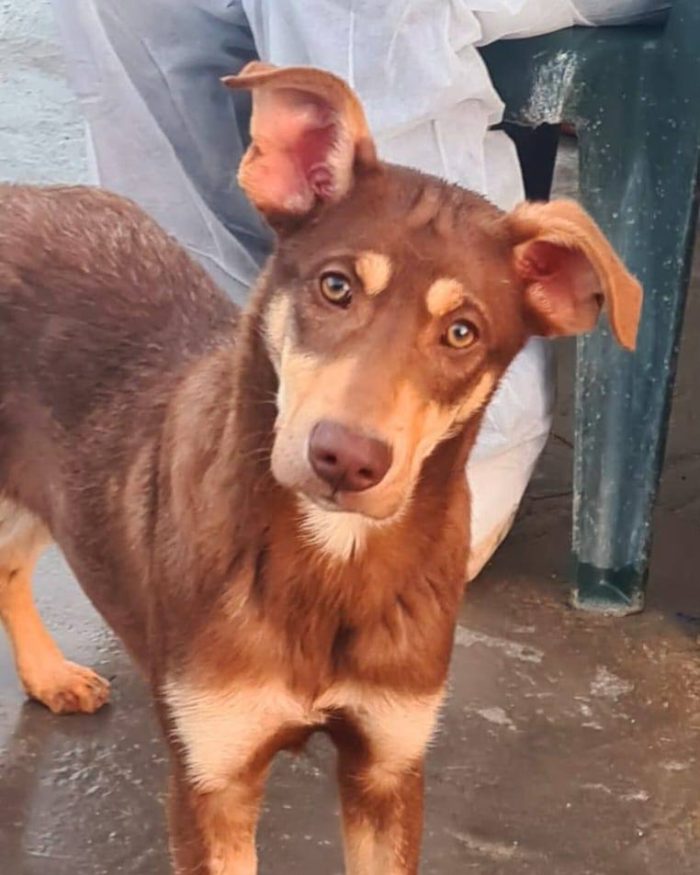 Nutella, cucciolo buonissimo