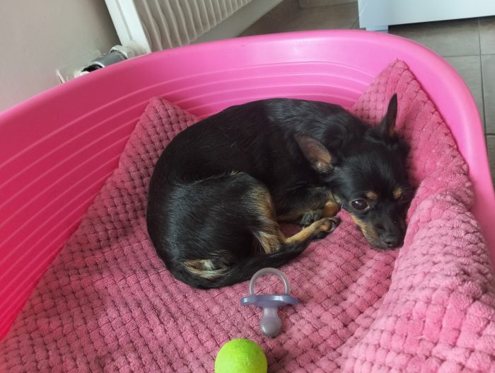 Cucciola di tag piccola