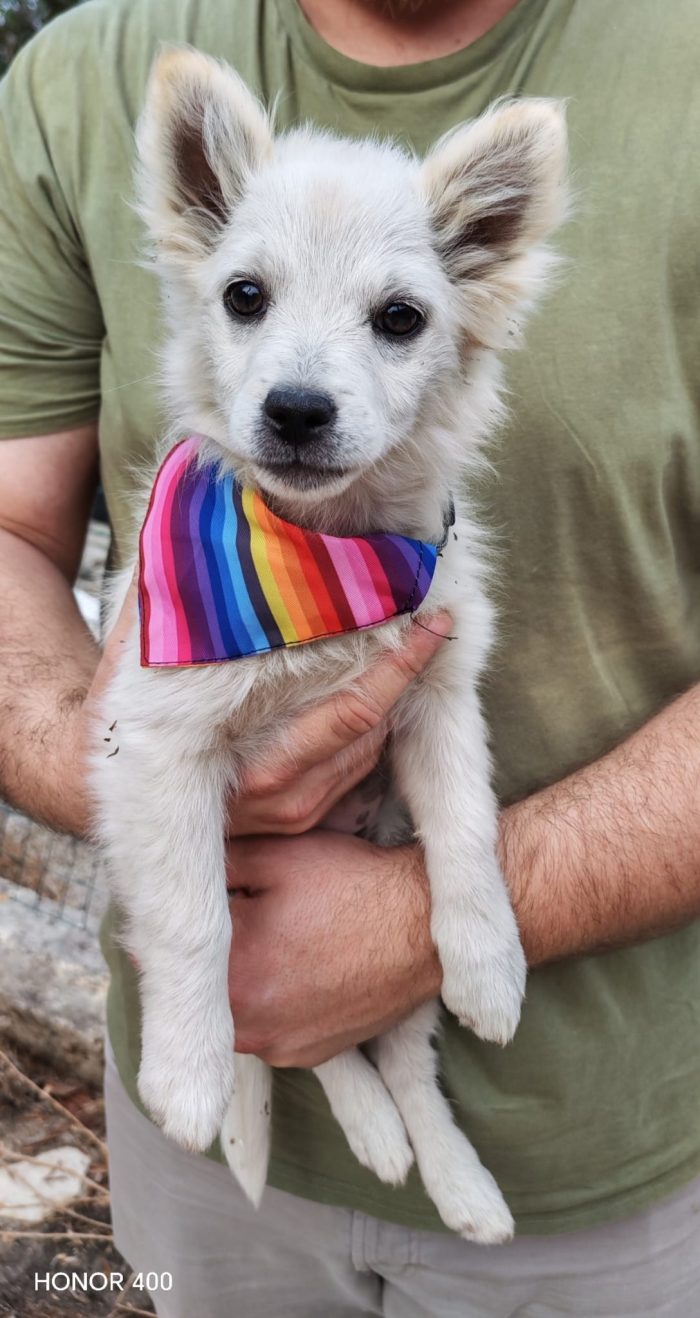 Dolce e piccola cucciola in adozione - media 4